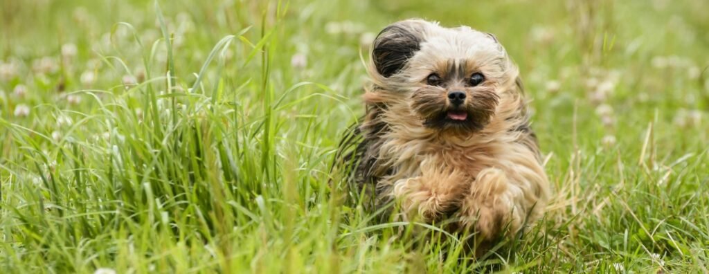 Imgi 26 pexels alexasfotos 12800440 scaled e1760615231629